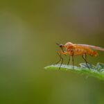 DIY gnat trap kitchen