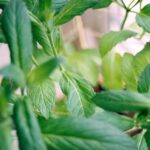 Sunshine Mint gold bar