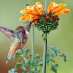 Beverley Allen floral watercolor
