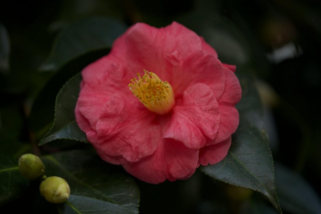 camelia kath portrait