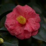 camelia kath portrait