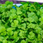 cilantro and coriander plant