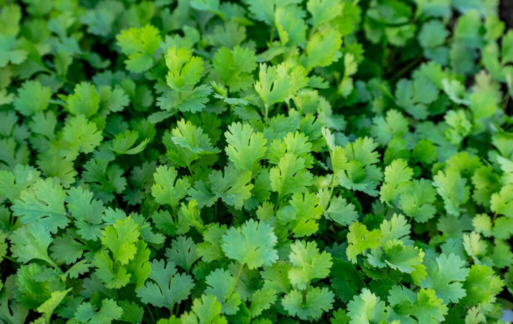 cilantro and coriander plant