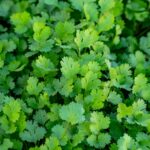 cilantro and coriander plant