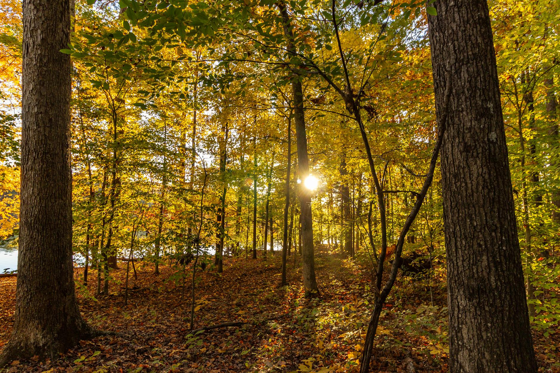 336 Area Code Location: A Deep Dive into NC’s Triad