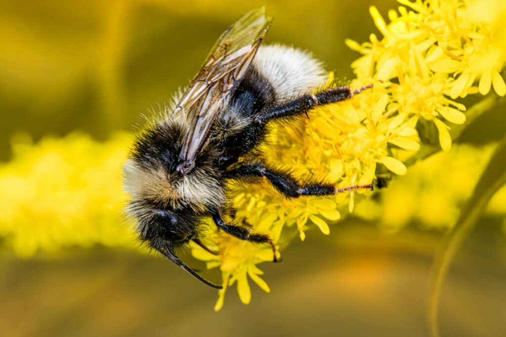 hufflepuff common room