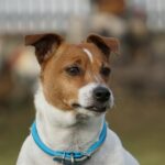 Jack Catterall champion