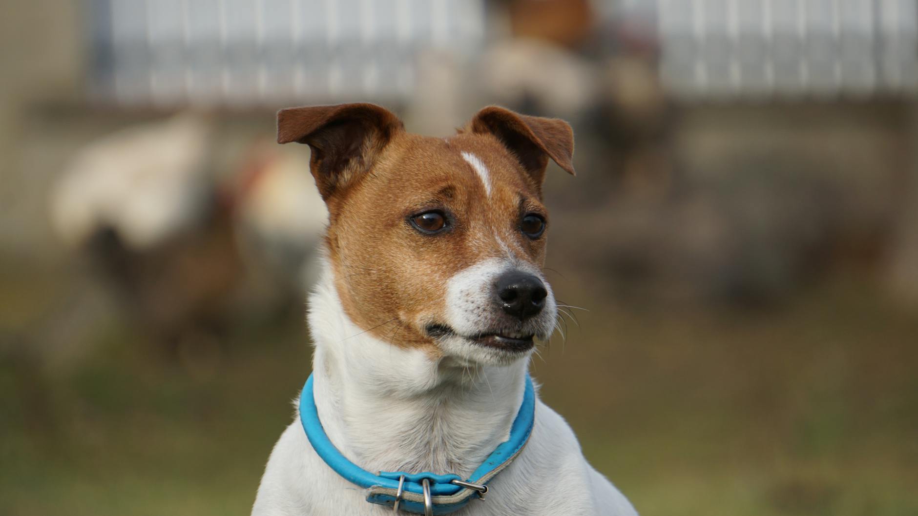 Jack Catterall: The Vindicated Champion from Chorley