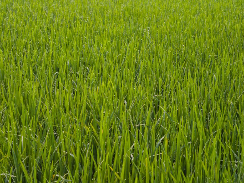 Teresa Rice portrait