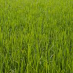 Teresa Rice portrait