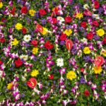 Vibrant floral watercolor painting