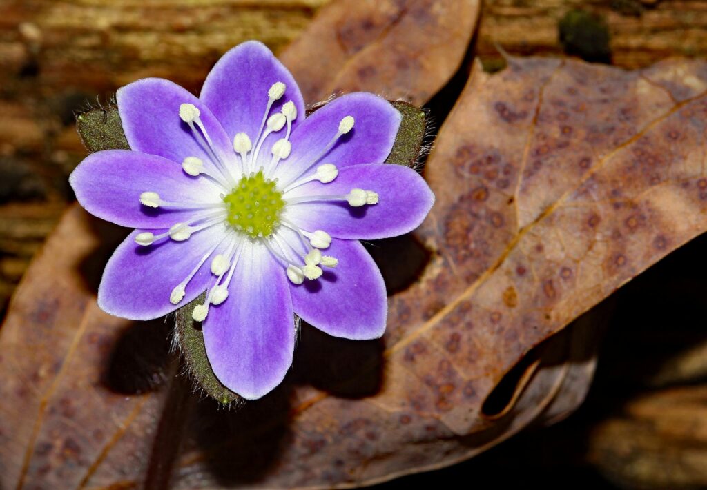 woodsy floral perfume bottle